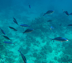 Fototapeta na wymiar Tropical fish