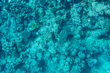 Obraz premium Tropical fish