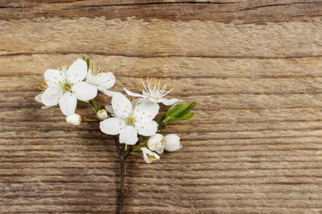 Obraz na płótnie Canvas Apple blossom on wooden background. Copy space.