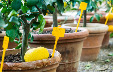 Lemon Tree Gardens - 63342571
