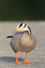 Bar-headed Goose (Anser indicus) in Japan 