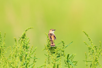 The Zitting Cisticola or Streaked Fantail Warbler
