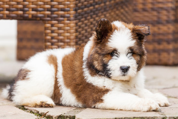 süßer Elo-Welpe liegt auf dem Boden