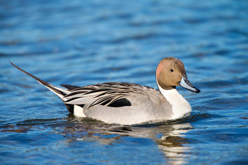 Northern Pintail Duck, Male