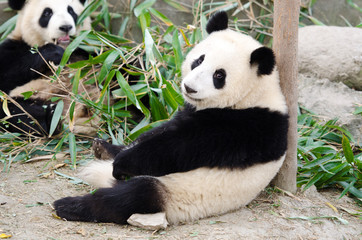 Obraz premium Giant Panda, Sub-adult. Chengdu, China