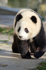 Naklejka premium Giant Panda, Sub-adult. Chengdu, China