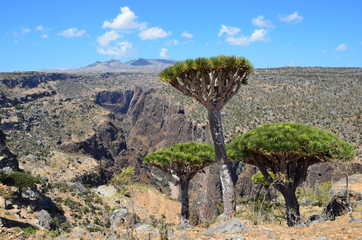 Fototapeta na wymiar Jemen, Socotra island, płaskowyż Dix, drzewa smocze