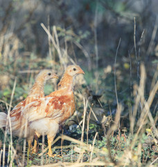 young chicken in field