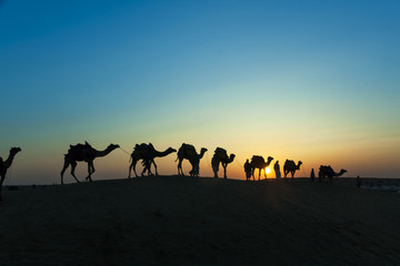 Fototapeta na wymiar desert local walks with camel through Thar Desert