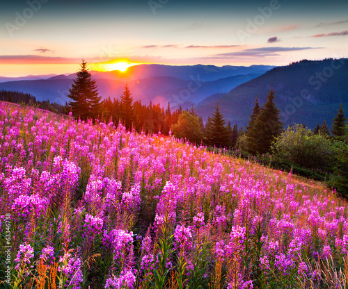 цветочная поляна, горы, закат скачать