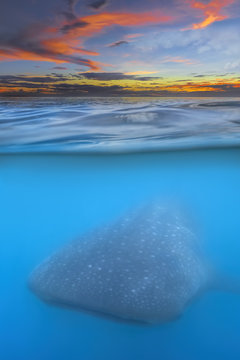 Whale shark below