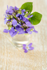 Obraz na płótnie Canvas Violets flowers on blue background