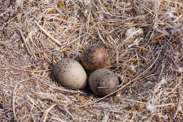 American Herring Gull nest with three mottled eggs © PiLensPhoto