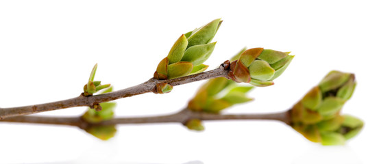 Leaf bud isolated on white