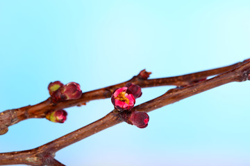 Leaf bud on bright background