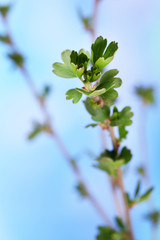 Leaf bud on bright background