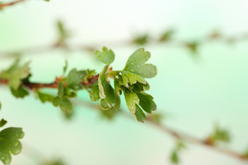 Leaf bud on bright background