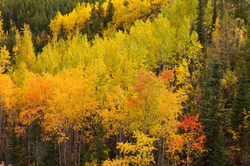 Fototapeta premium Golden fall aspen trees Yukon boreal forest taiga