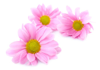 Fototapeta premium Beautiful chrysanthemum flowers isolated on white