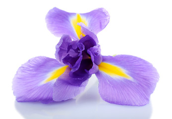 Mooie irisbloem geïsoleerd op wit