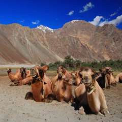 Camel caravan in the sand dunes