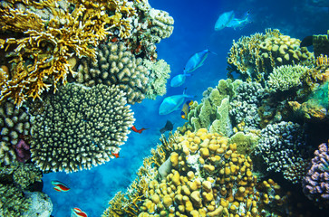 Coral reef