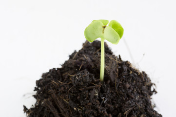 Small seedling 1