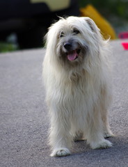 berger des pyrénées