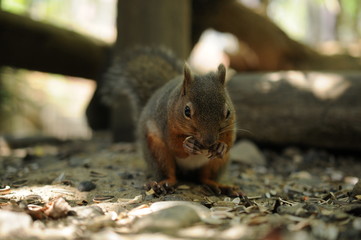 Obraz premium リス