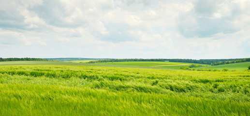 Obraz premium fields and clouds