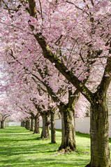 Obraz na płótnie Canvas Park mit Japanischen Kirschblüten :)