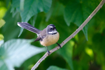 New Zealand Fantail