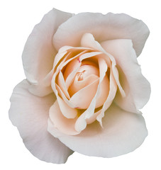 Rose blanche Rose Flower romance Isolated