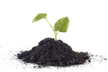 Tierra para plantas y hojas
