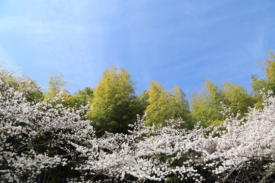満開の桜と新緑