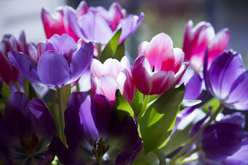 Obrazy na Plexi  Tulipan kwiat kwiatowy flora świeżość holland