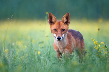 Red fox