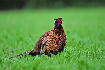 Pheasant