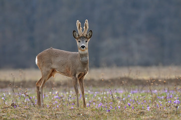 Roe deer