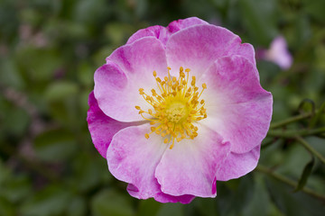 fleur églantier rosa canina rose