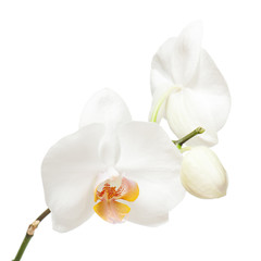 Fototapeta na wymiar Biała orchidea na białym tle.
