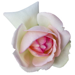 Rose blanche Rose Flower romance Isolated