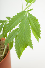 cannabis plant, marijuana on white background