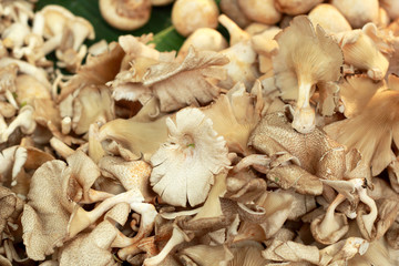 fresh mushrooms in the market