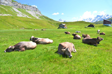 Swiss cows