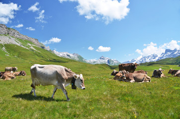 Fototapeta premium Swiss cows