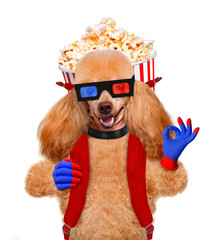 dog watching a movie