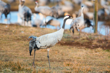 Crane bird walking in grassfield closeup