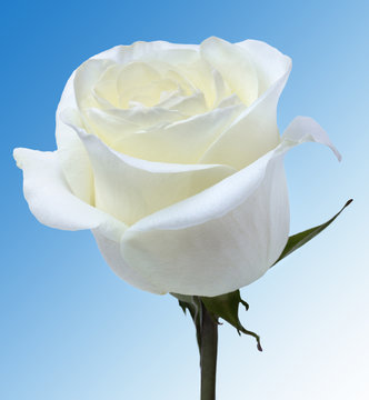 White Rose On Blue Background