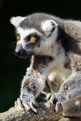 Lemur
